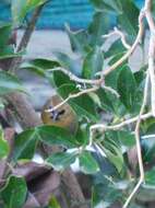 Image of Black-chinned Babbler