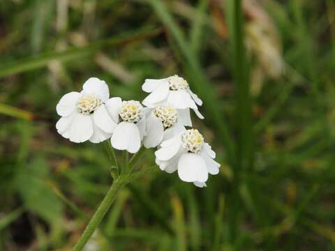 Achillea clavennae L. resmi