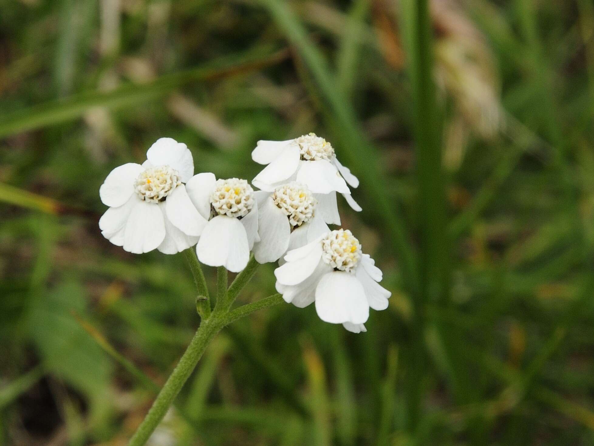 Achillea clavennae L. resmi