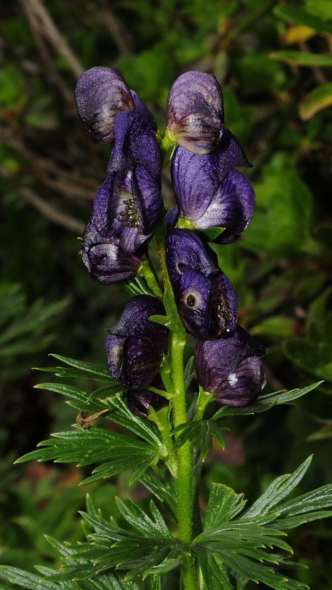 Слика од Aconitum napellus L.