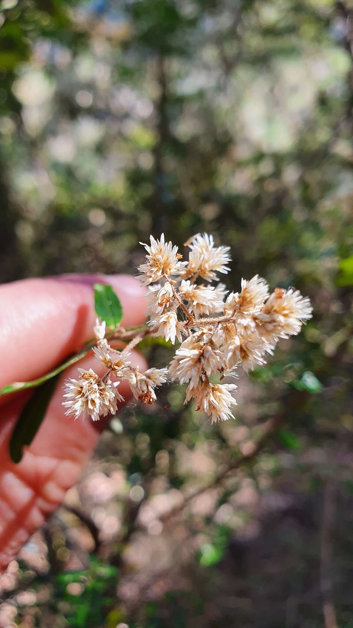 Plancia ëd Cassinia subtropica F. Müll.