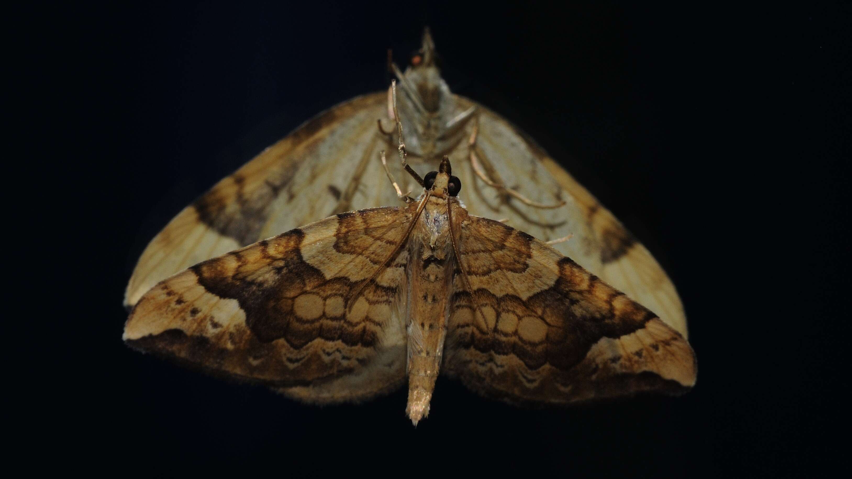 Image of northern spinach