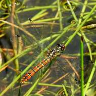 Image of Eastern Pygmyfly