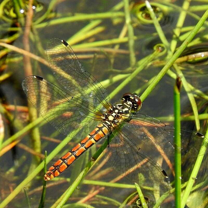 Image of Eastern Pygmyfly