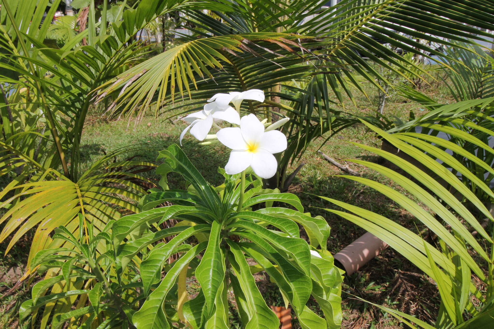 Image of bridal boquet