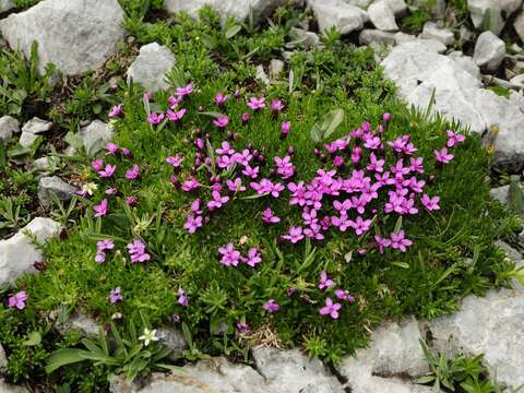 Image of moss campion