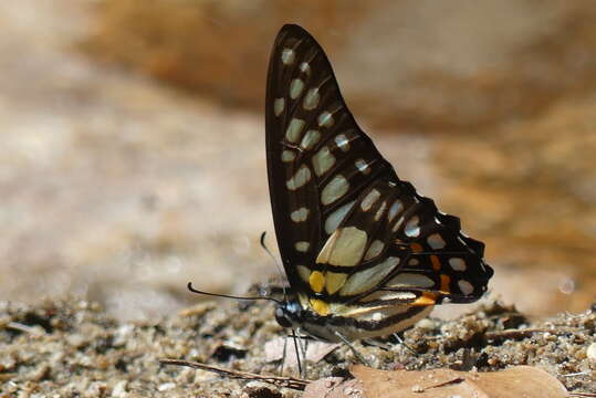 Plancia ëd Graphium chironides (Honrath 1884)