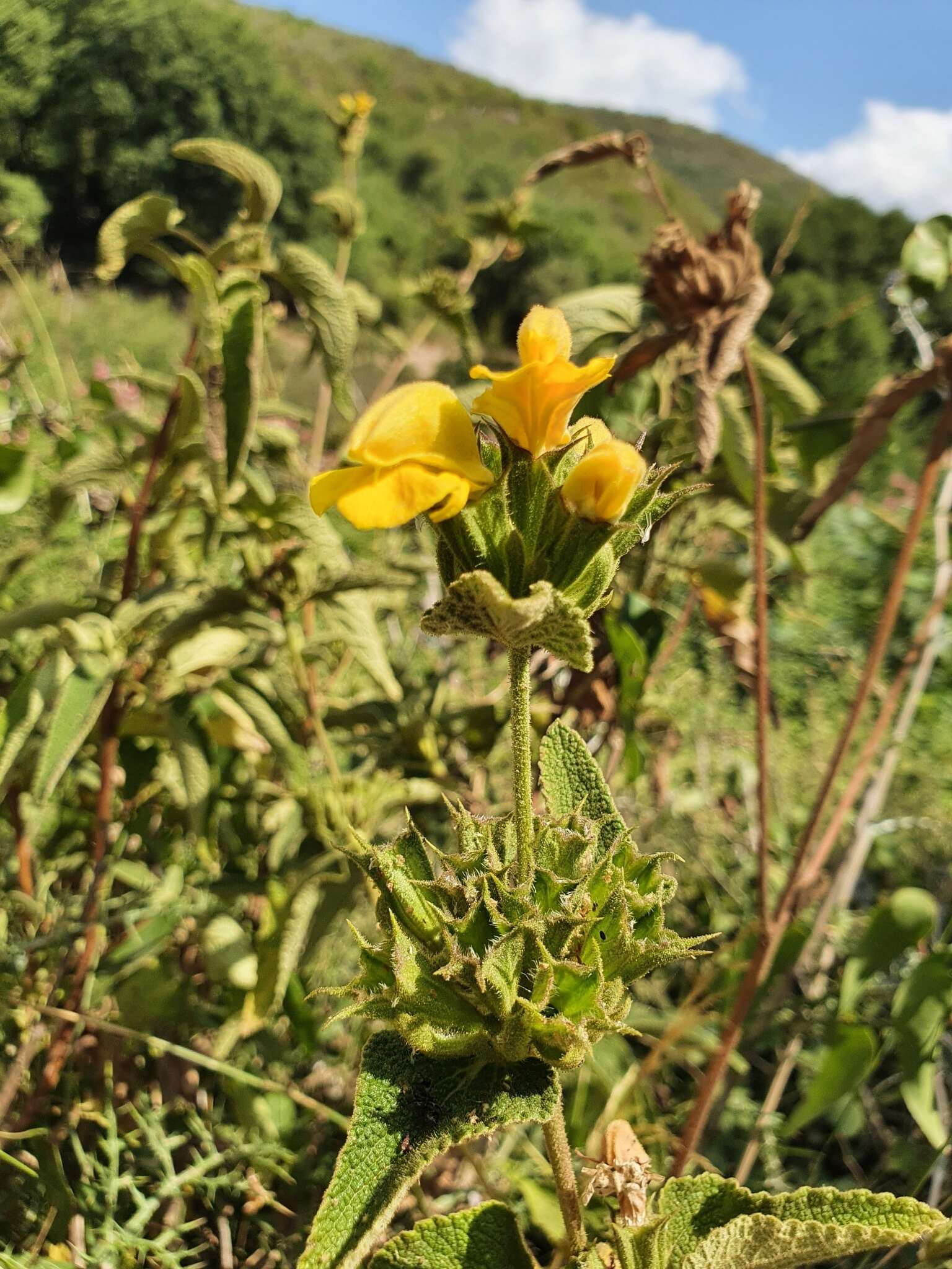 Image of Phlomis viscosa Poir.