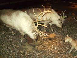 Image of Svalbard reindeer