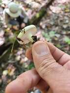 Image de Hygrophorus occidentalis A. H. Sm. & Hesler 1939