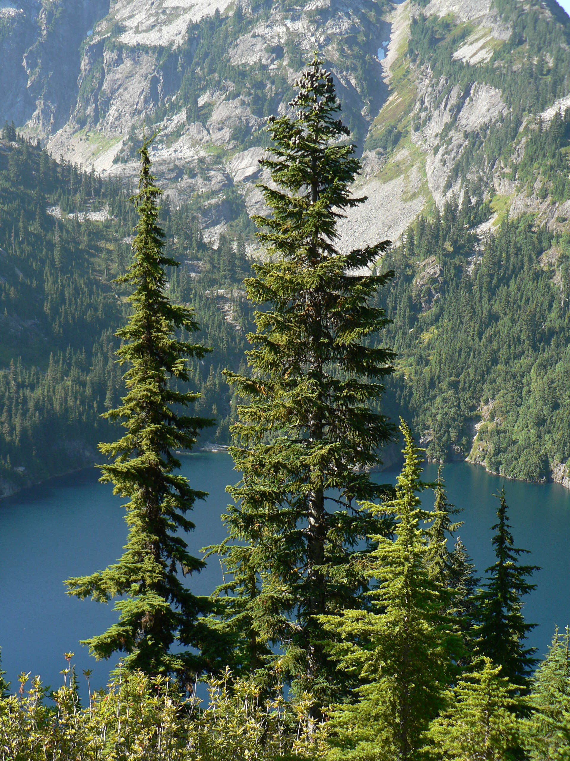 Image of Mountain Hemlock