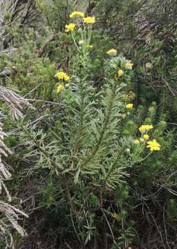 Image de Euryops algoensis DC.