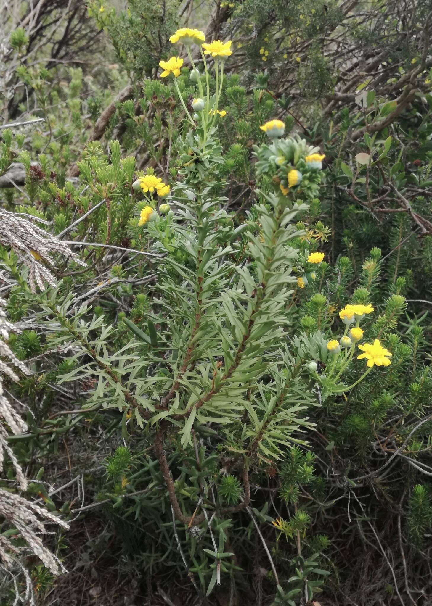 Image of Euryops algoensis DC.