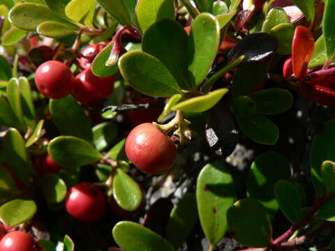 Image of bearberry