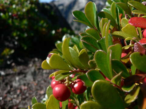 Image of bearberry