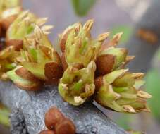 Image of Transvaal milk plum