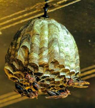 Image of Polistes tenebricosus Lepeletier 1836