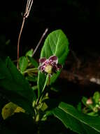 Image of pipsissewa