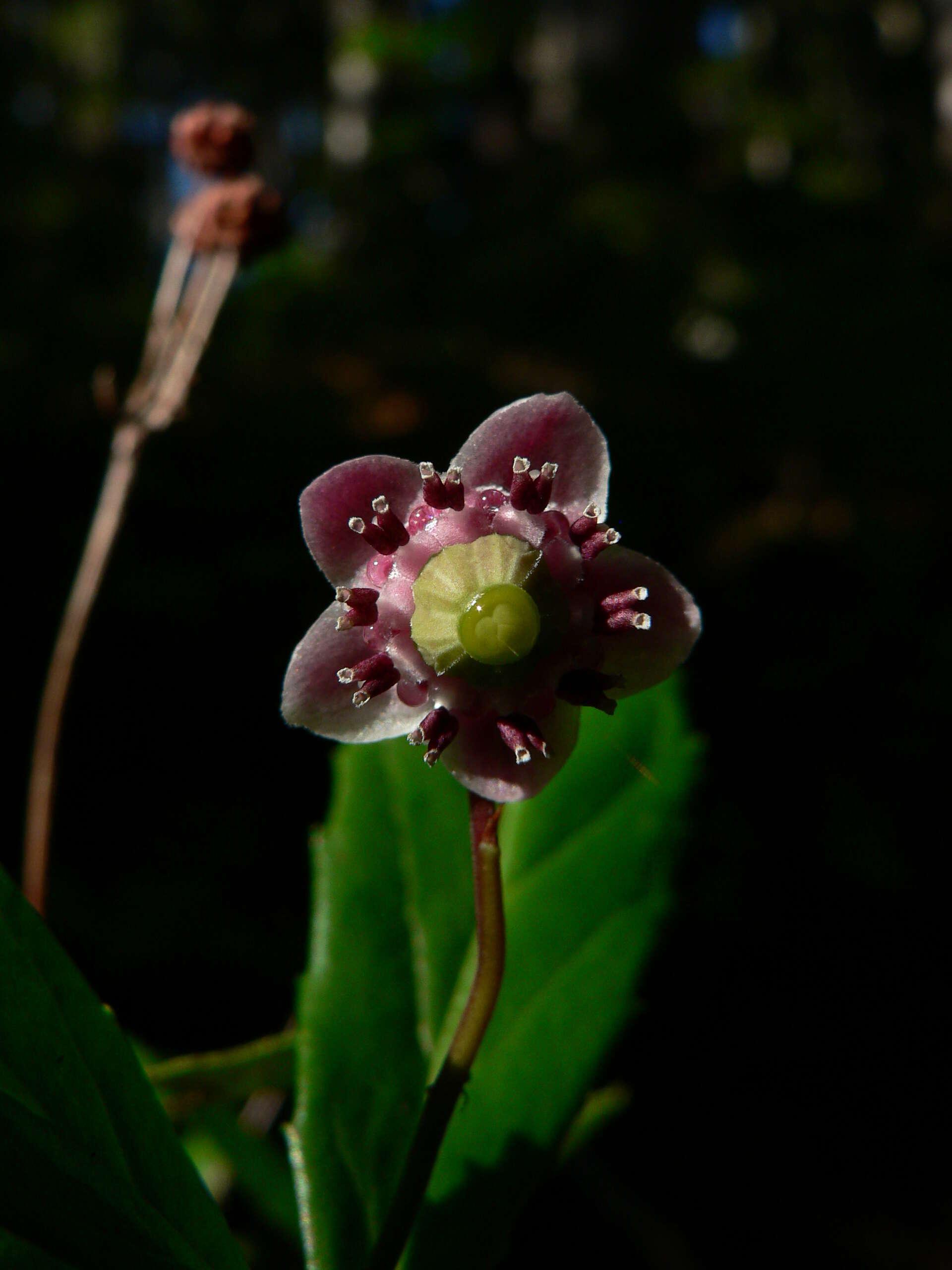 Image of pipsissewa