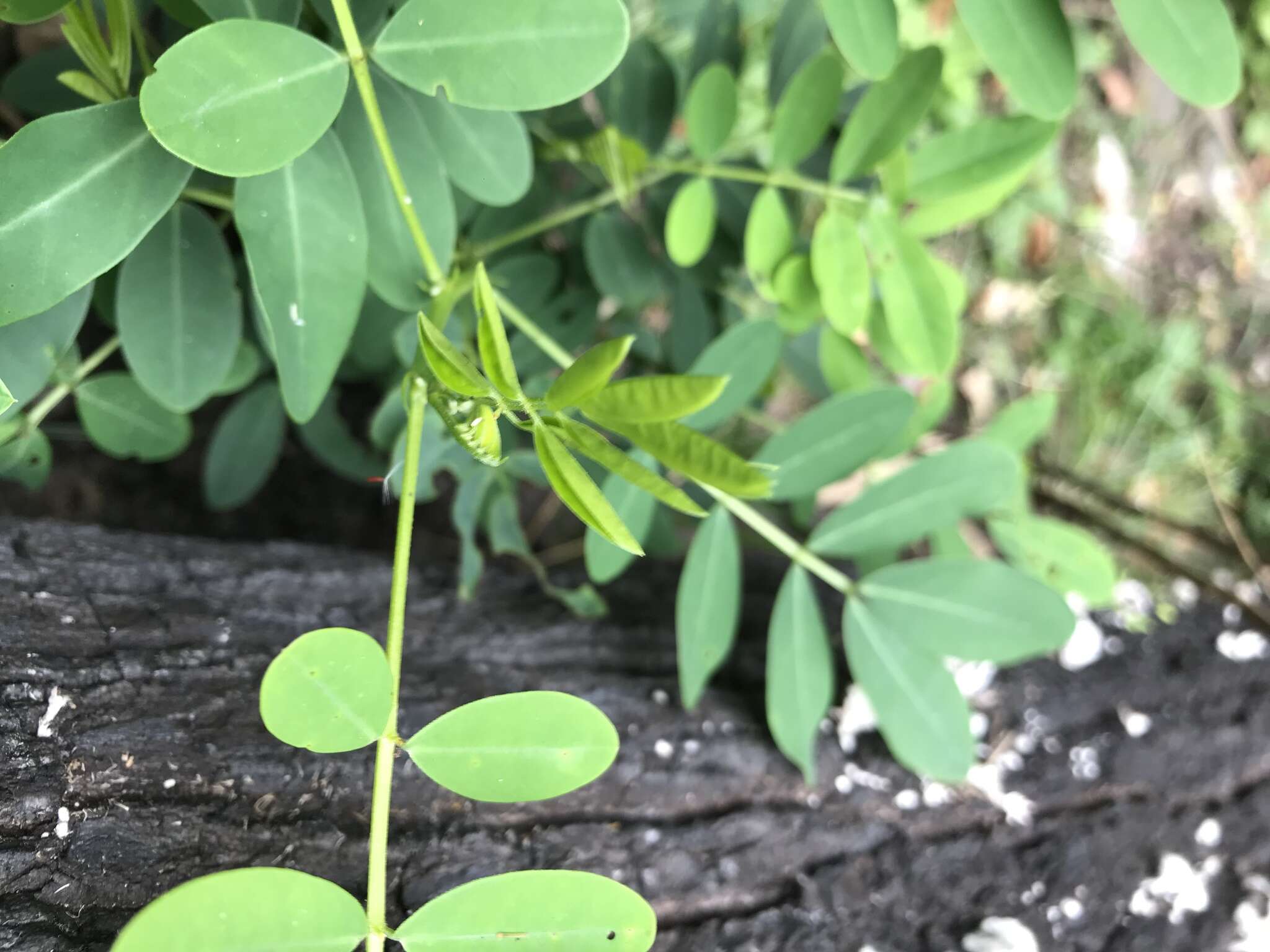 Image of Senna acclinis (F. Muell.) Randell