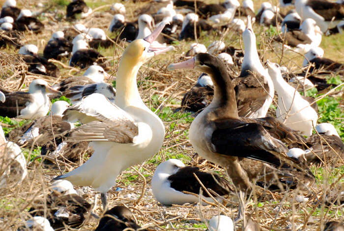 Image de albatros