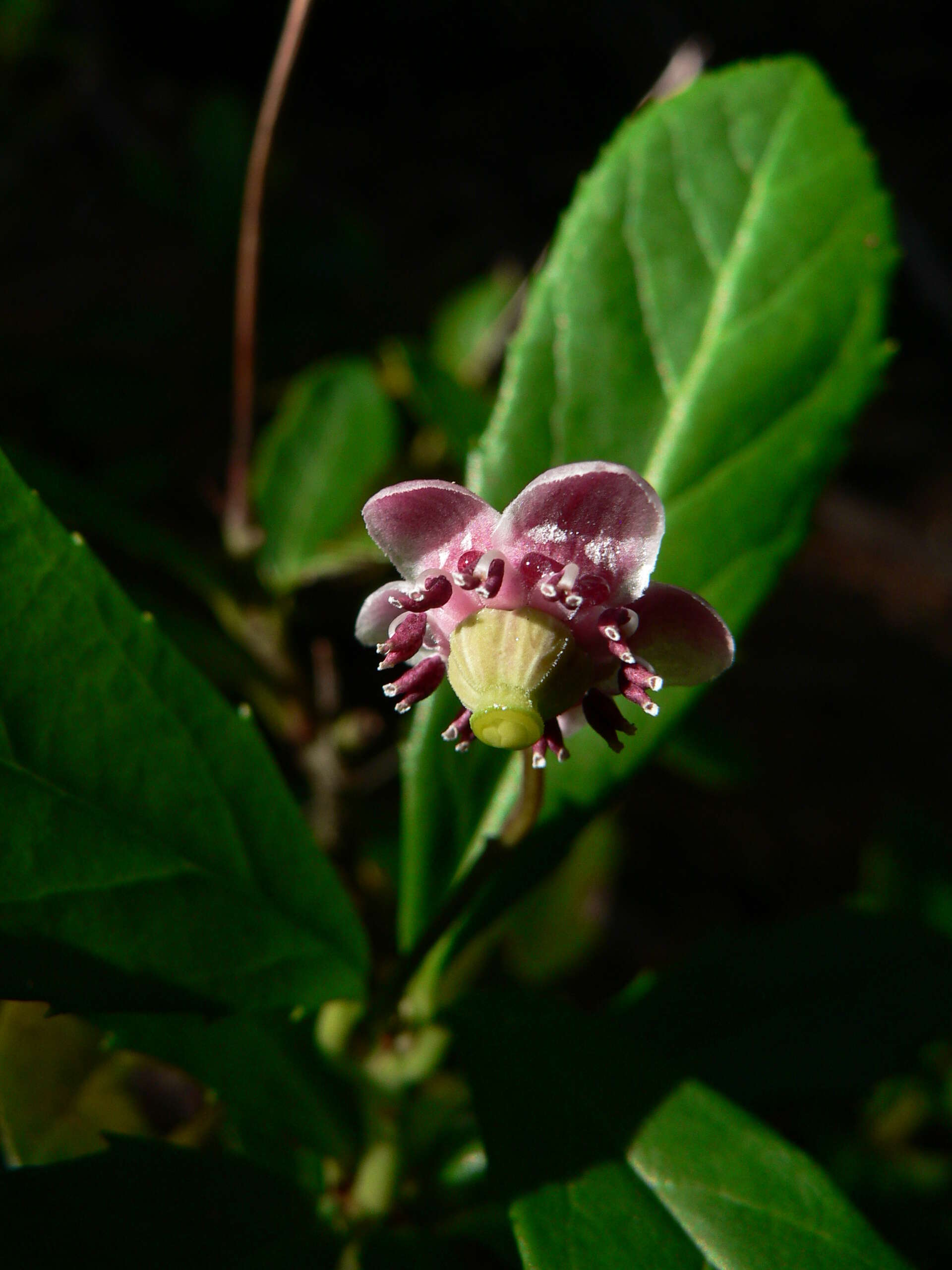 Image of pipsissewa