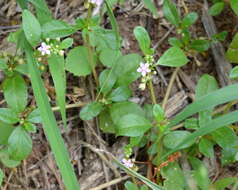 Image of Ostrich herb