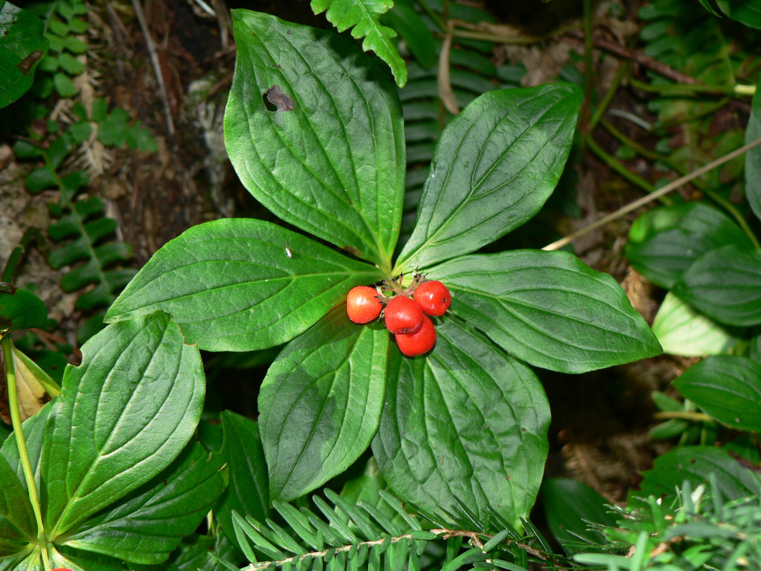 Image de Cornus unalaschkensis Ledeb.