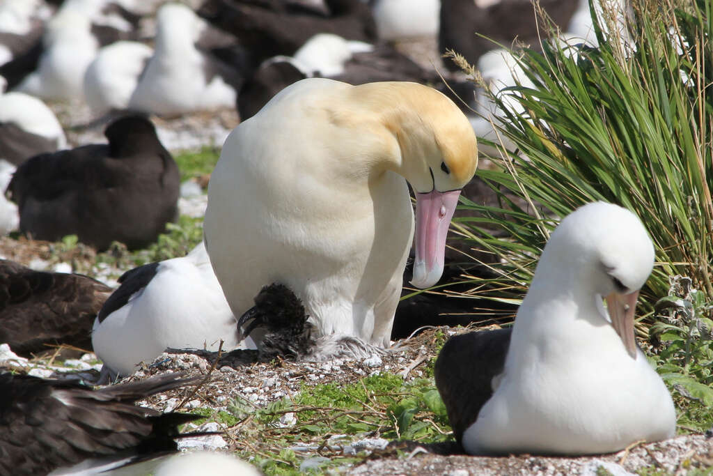 Image of Short-tailed Albatross