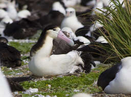 Image of Short-tailed Albatross