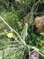 Image de Tragopogon minor Mill.