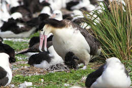 Image of Short-tailed Albatross