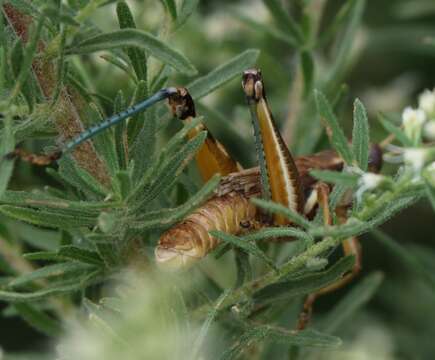 Image of Yellowish Spur-Throat Grasshopper