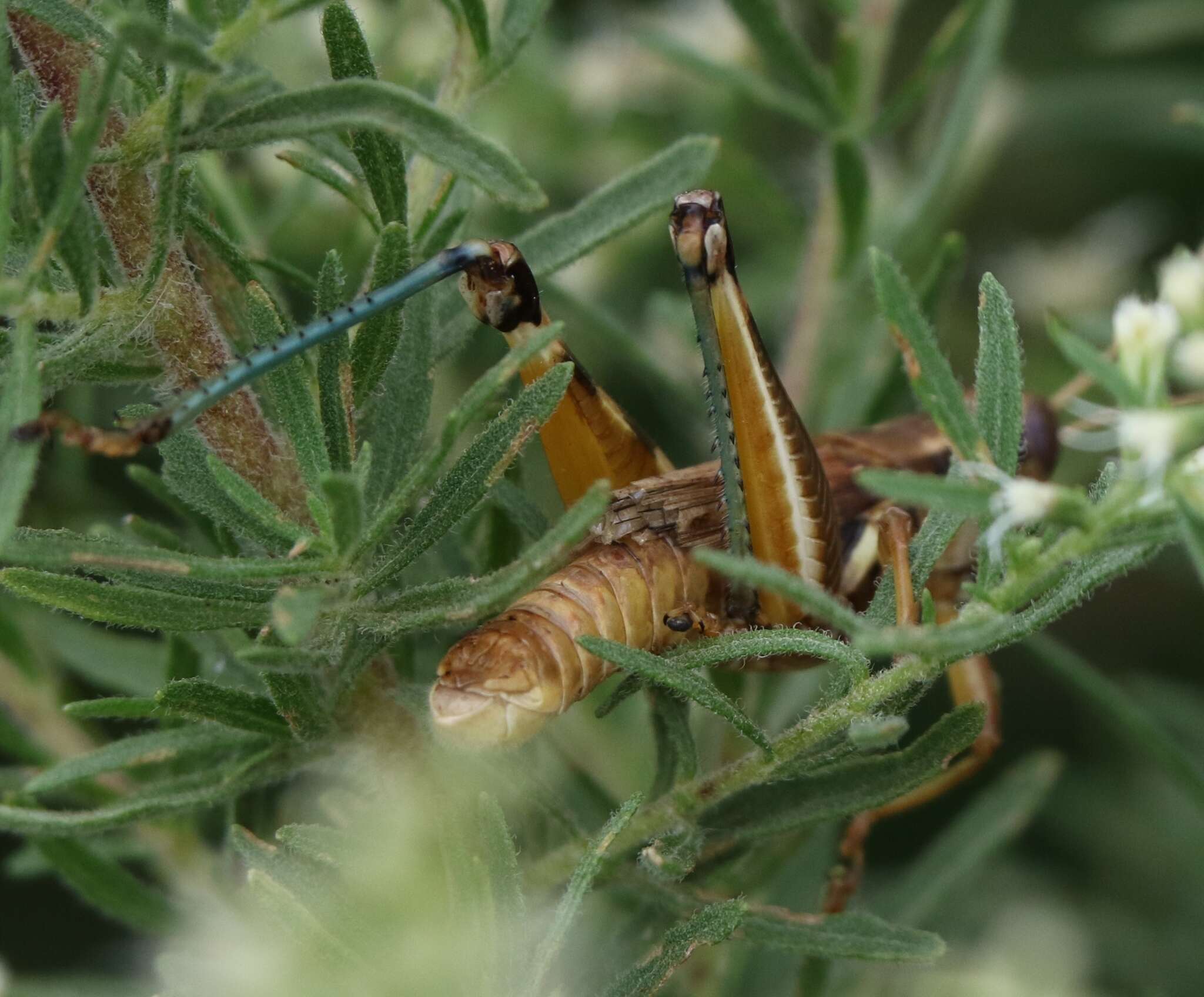 Sivun Melanoplus flavidus Scudder & S. H. 1878 kuva