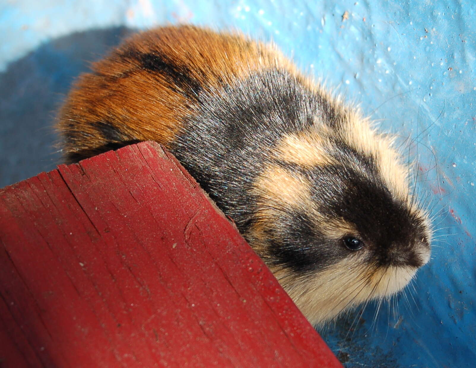 Image of Norway Lemming