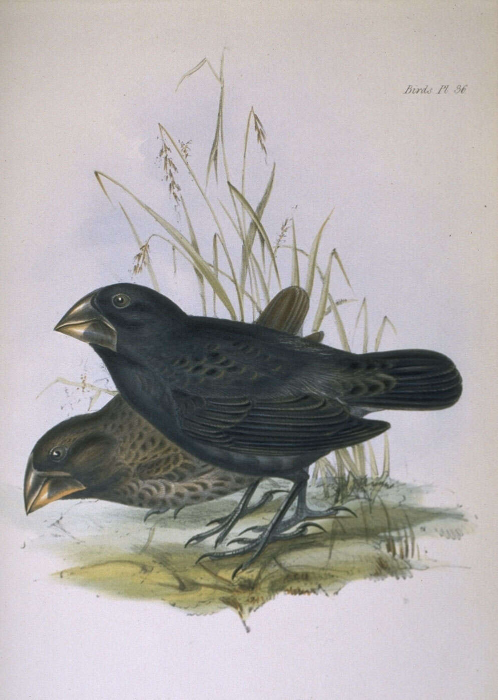 Image of Large Ground Finch