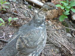 Imagem de Dendragapus fuliginosus (Ridgway 1873)