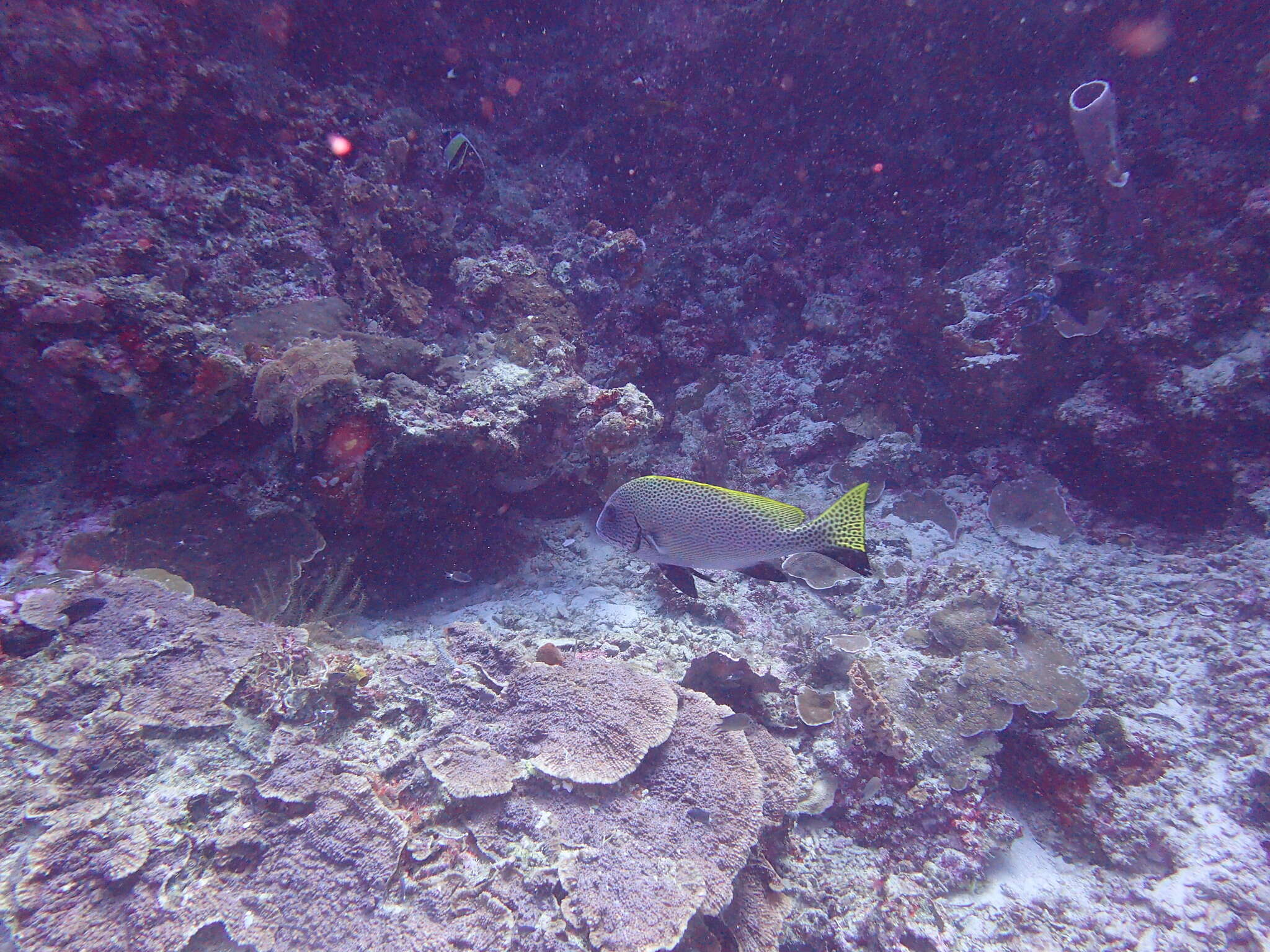 Image of Black-foot sweetlips