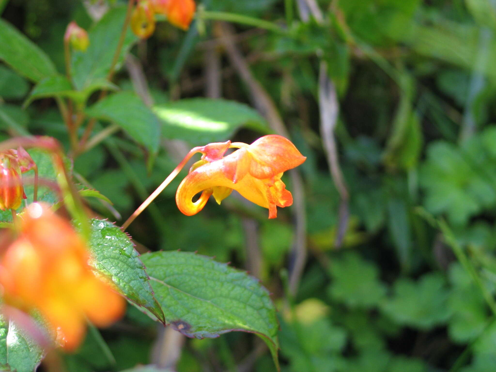 Image of Impatiens rothii Hook. fil.