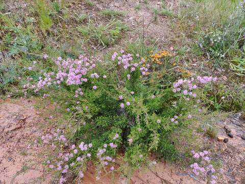 Image of Kunzea parvifolia Schau.