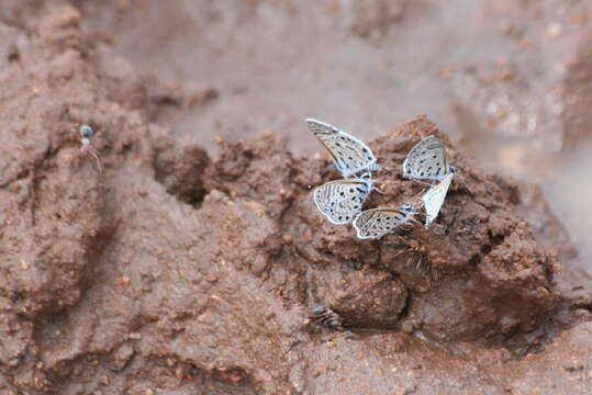 صورة Anoplolepis custodiens (Smith 1858)