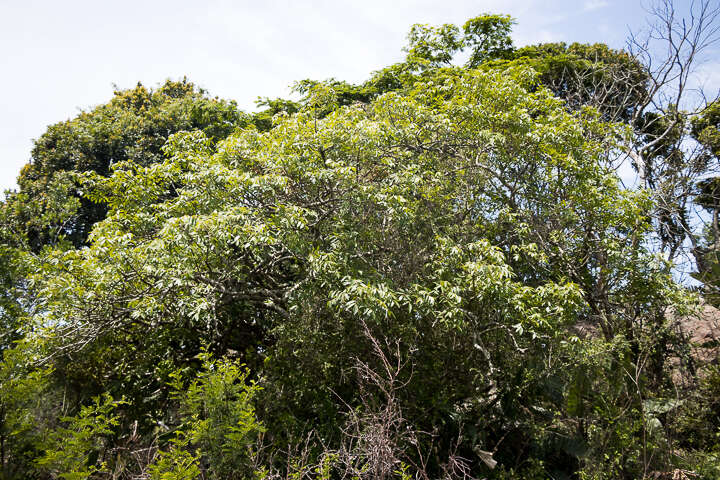 Imagem de Commiphora woodii Engl.