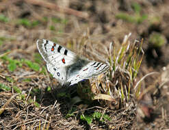 Image of Parnassius hardwickii Gray 1831