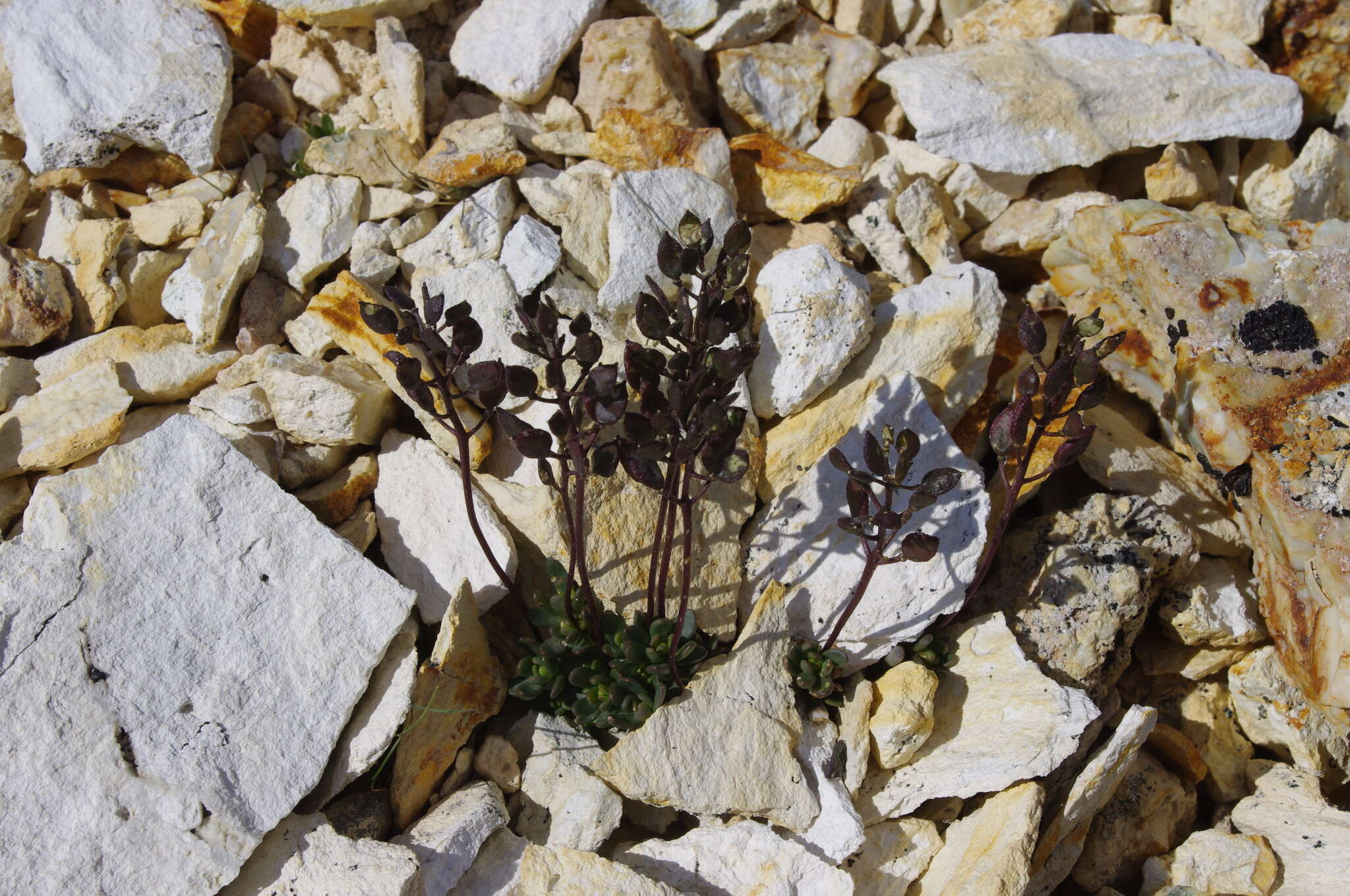 Image of sweetwater draba