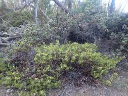 Image of Hooker's manzanita