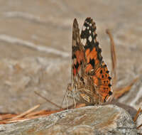 Image of Vanessa cardui