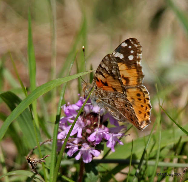 Plancia ëd Vanessa cardui