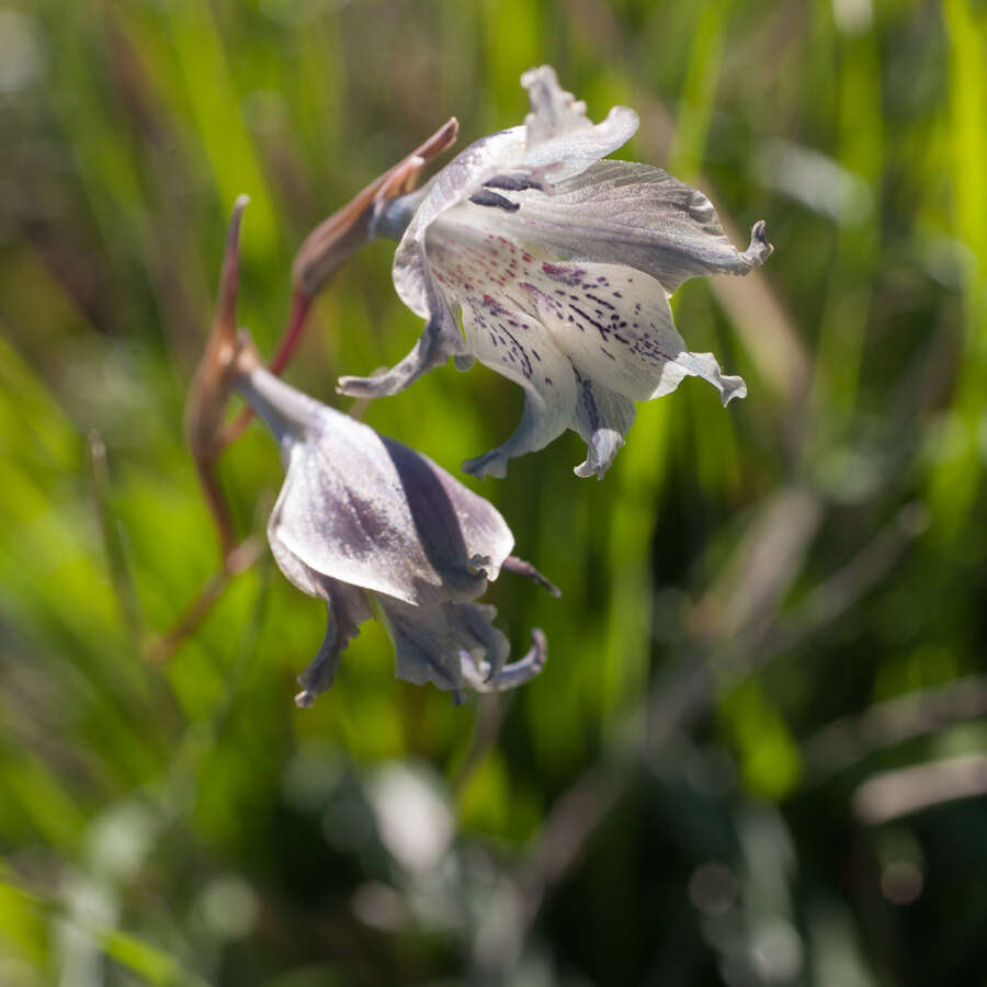 Imagem de Gladiolus recurvus L.