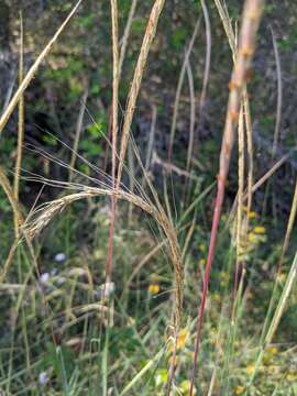 Sivun Trachypogon spicatus (L. fil.) Kuntze kuva