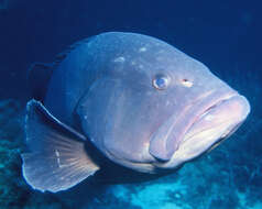 Image of Dusky Grouper